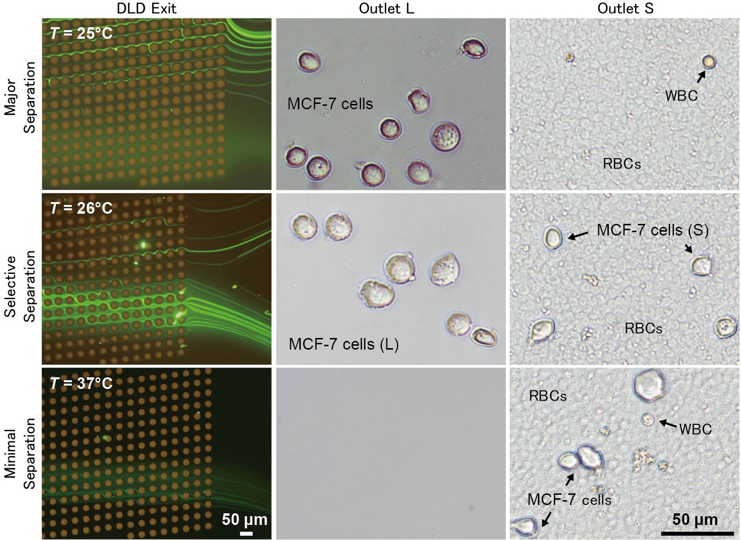 温度で制御できる細胞分離チップ