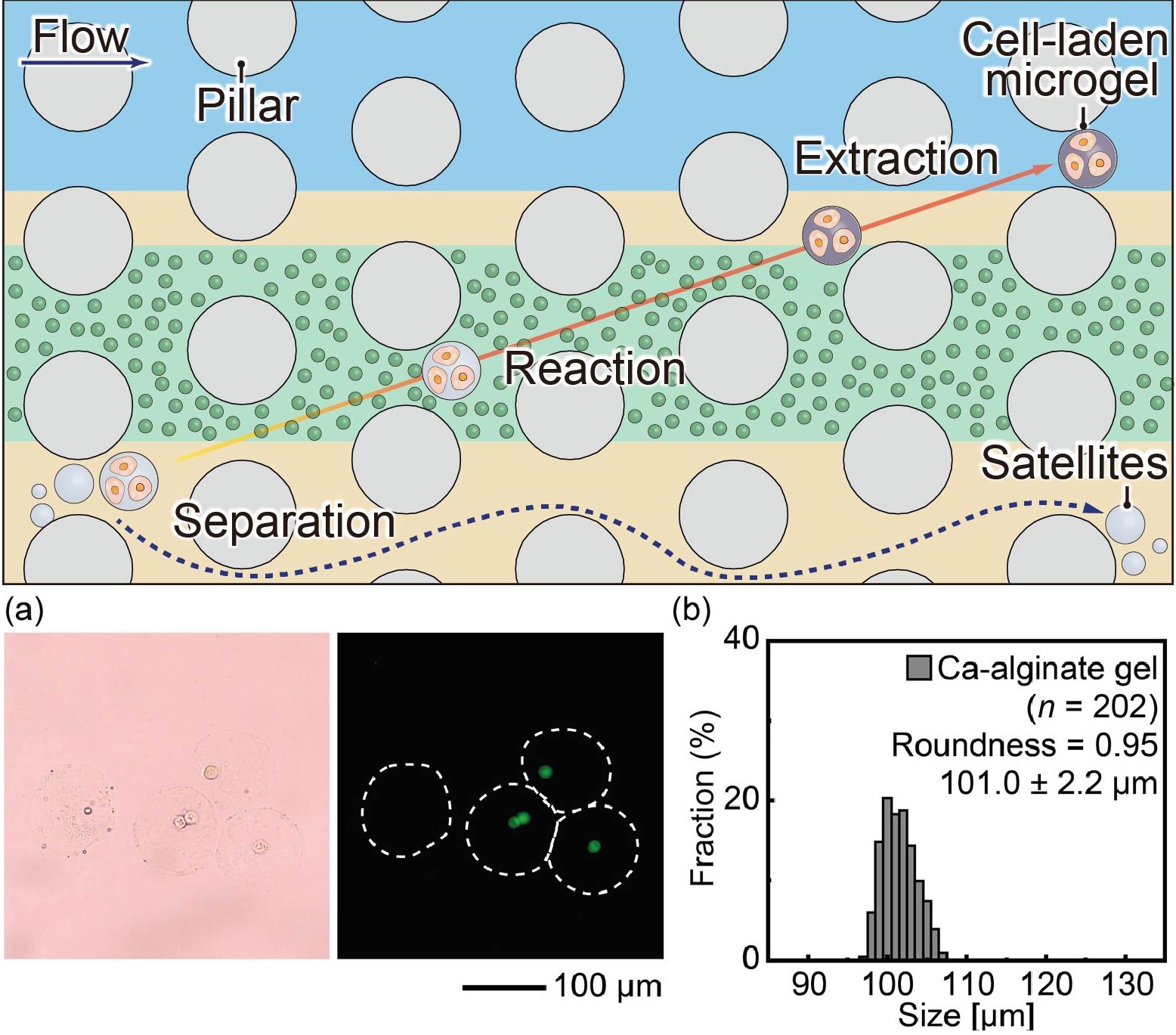 マイクロピラーアレイを用いたゲル粒子作製技術
